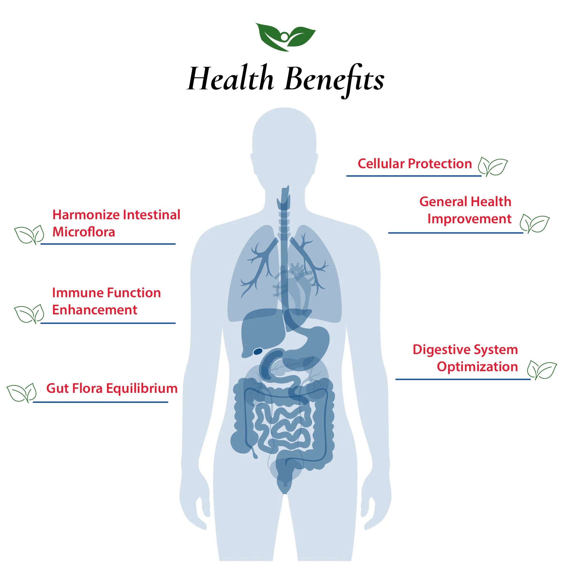 Lactobacillus Lactis Probiotic Powder