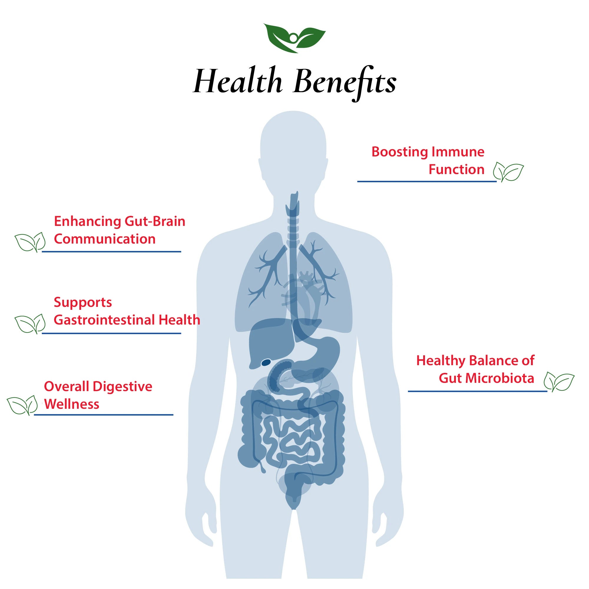 Bifidobacterium Bifidum Probiotic Powder